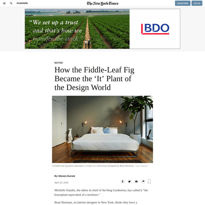 How the Fiddle-Leaf Fig Became the 'It' Plant of the Design World