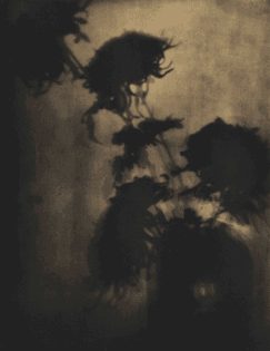 Adolph De Meyer, The Shadows on the Wall, Chrysanthemums, 1907
