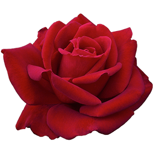 rose_1.png