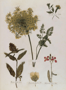 Emily Dickinson’s Herbarium, circa 1840.