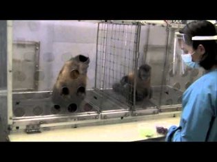 Two capuchin monkeys under capitalism