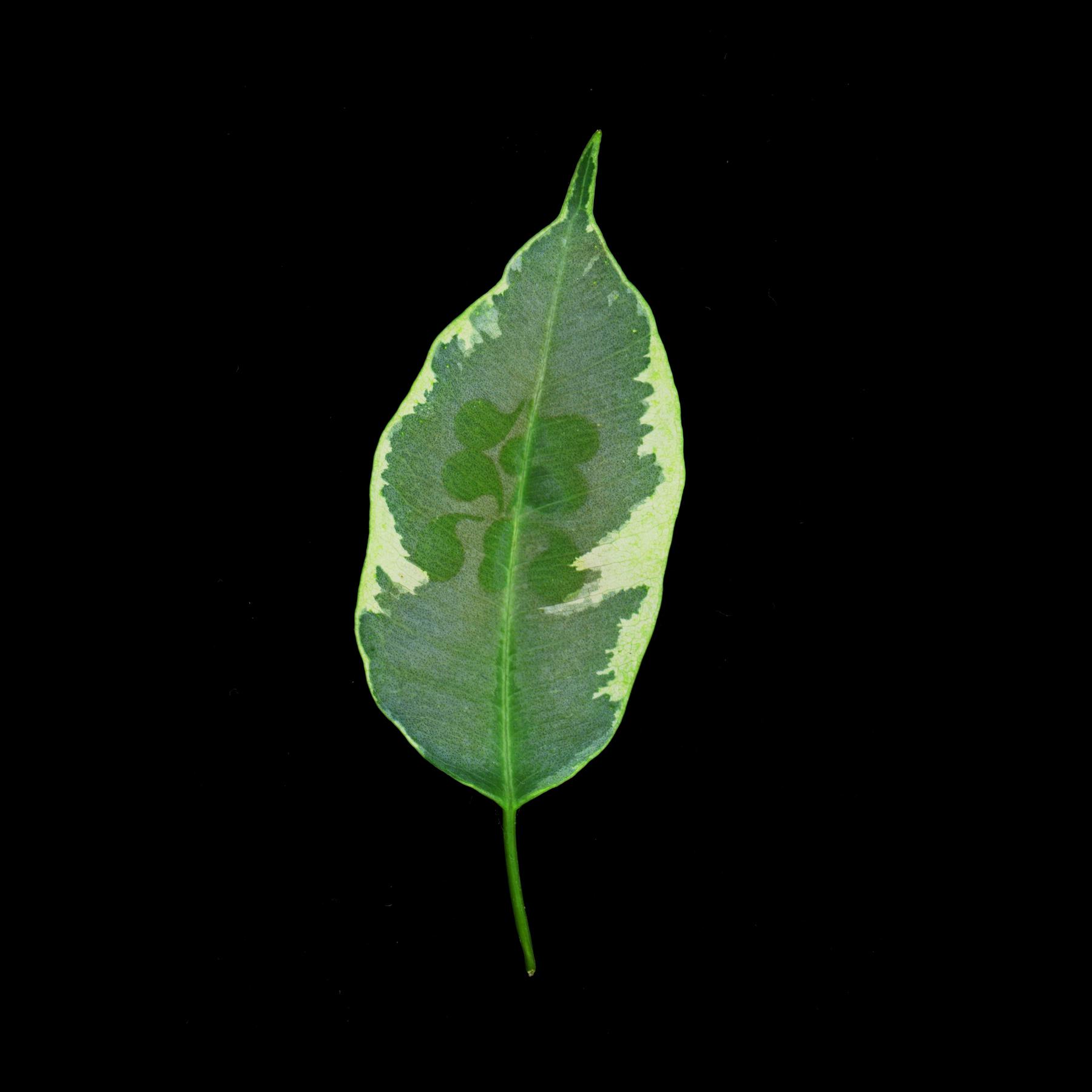 Hinako Omori Glyph by Emi Takahashi