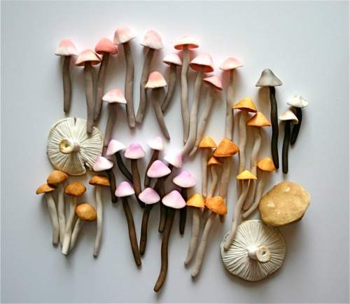 mushrooms pink