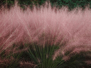 Hairawn Muhly,