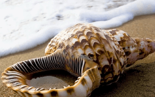 water_in_the_shell_1440x900.jpg