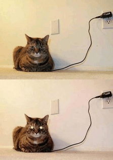 How to Tell When Your Cat is Fully Charged