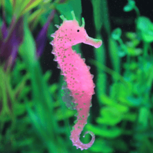aquarium-luminous-seahorse-ornament-glow-in-dark-landscaping-silicone-sea-horse-glowing-fish-tank-decoration-hippocampus.jpg...