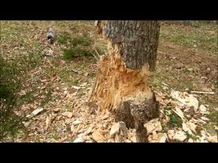 Redneck Tree Cutting Part 2