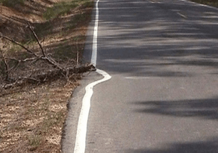 road-line-painted-around-fallen-tree-branch.jpg