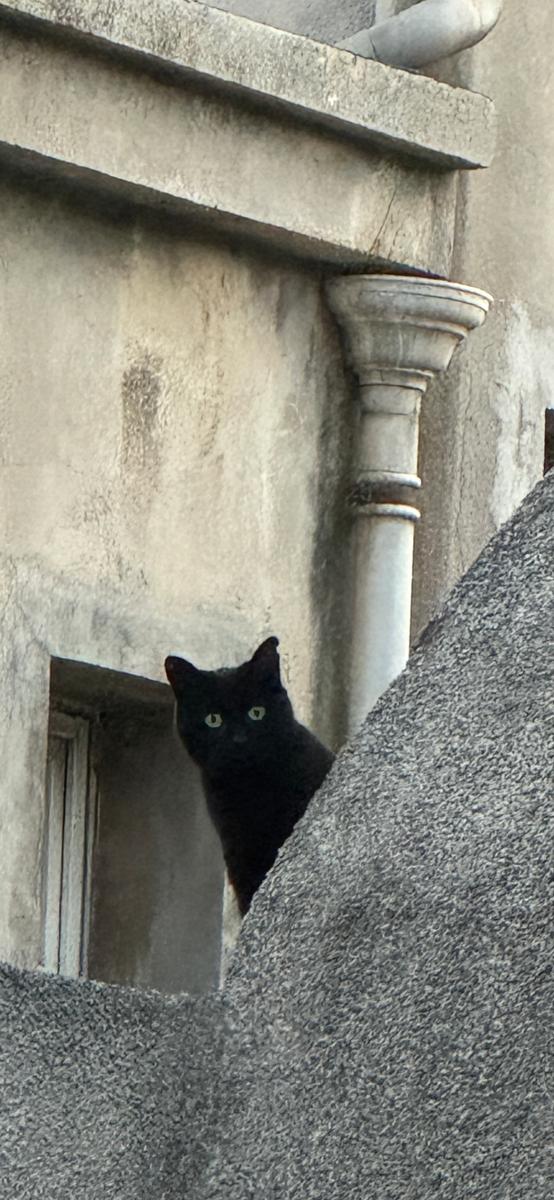 area bird of the moment