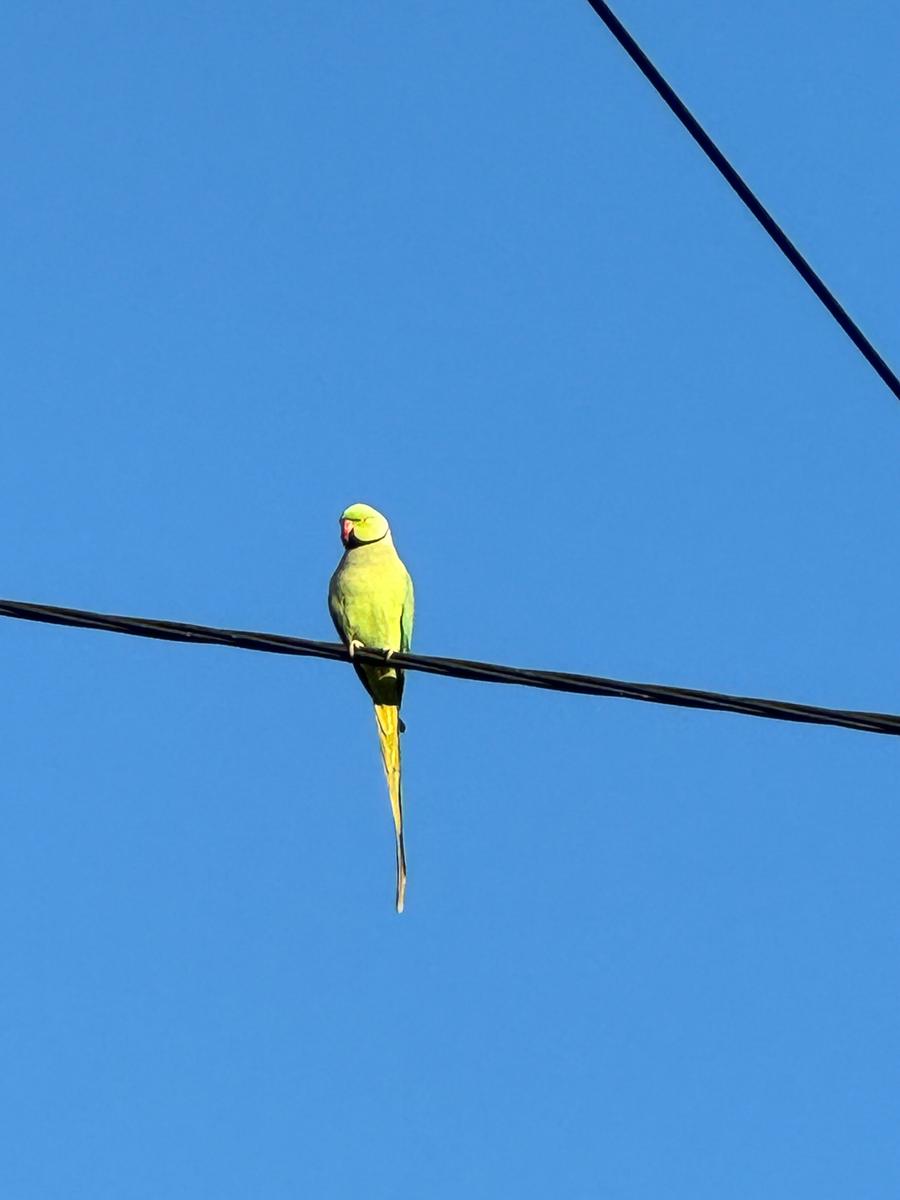 area bird of the moment