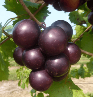 muscadine-grapes-best.jpg