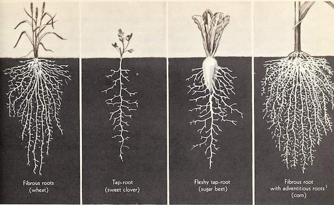 Root systems. Biology in Daily Life. 1953.