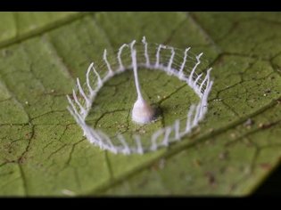 First Ever Video of Silkhenge Spider Birth