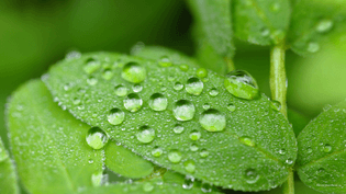 water-drop-pearls-on-green-leaves-2560x1440.jpg