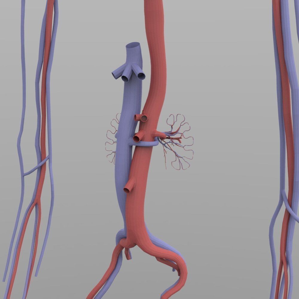 circulatory-system-3d-model-obj-3ds.jpg
