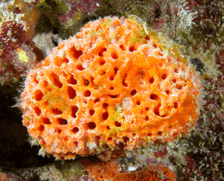 unidentified-sponge-14-orange-bread-sponge-taveuni-fiji-4142.jpg