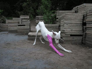 4-pierre-huyghe-podenco-hound-perro-dog-pink-white.jpg
