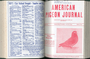 american-pigeon-journal-7-.jpg