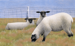 colville-three-sheep.jpg