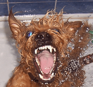 4canine_teeth.jpg