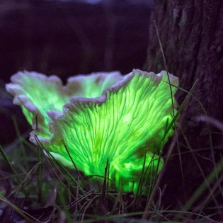 Ghost Fungus