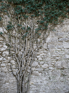 Tree, Girona