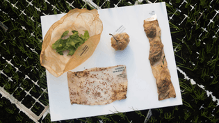 Roza Janusz grows edible food packaging