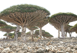 Socotra trees