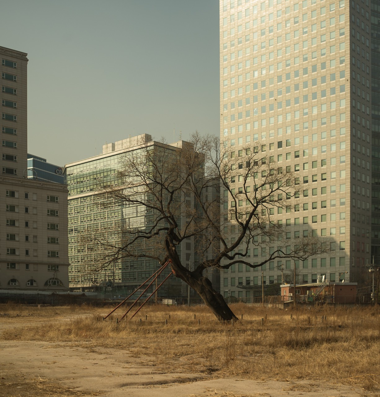 7_trees_pmlydonfavorite-tree-seoul.jpg