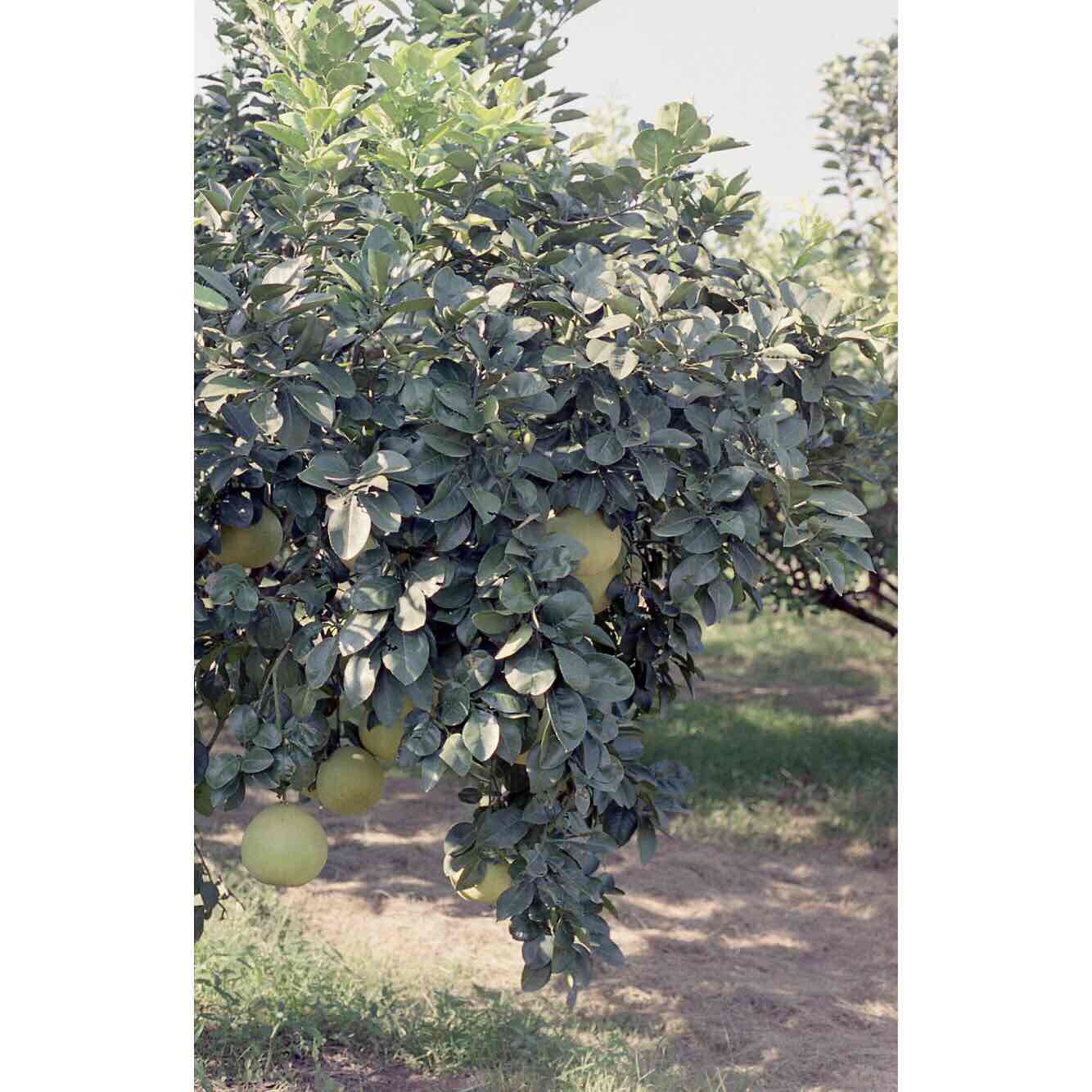 Untitled (Grapefruit tree), 2018