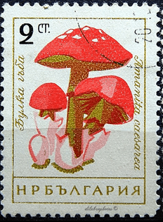 7cdb79523e2b7eecd8b9c7caa885f60d-fungi-bulgaria.jpg