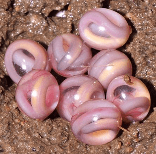 chikilidae_2.jpg