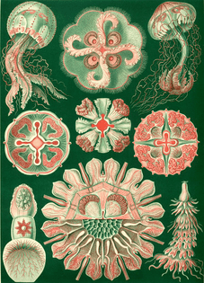 738px-haeckel_discomedusae_98.jpg