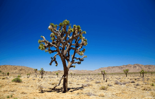 joshua-tree-sky-trees-desert.jpg