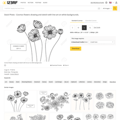 Cosmos flowers drawing and sketch with line-art on white backgrounds.