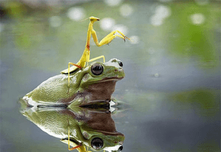 praying-mantis-riding-frog.jpg