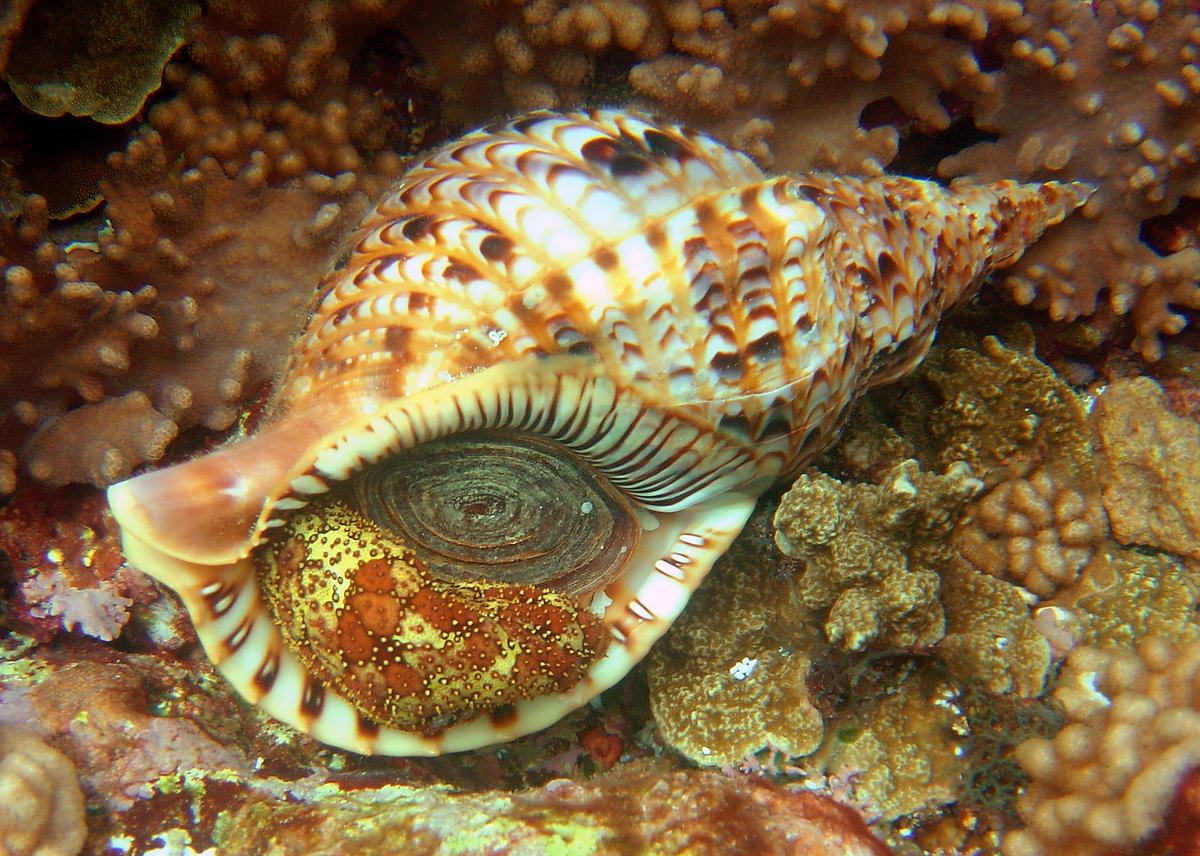 Charonia tritonis in Guam, Mariana Islands. There is also sea cucumber.