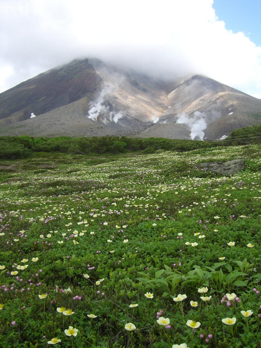 Volcano asahidake with flowers 大雪山旭岳とお花畑