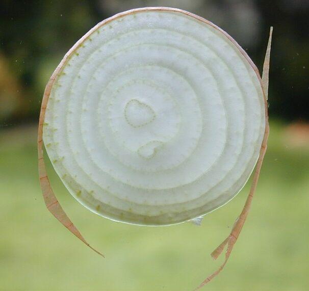 Onion_slice.jpg (606×571)