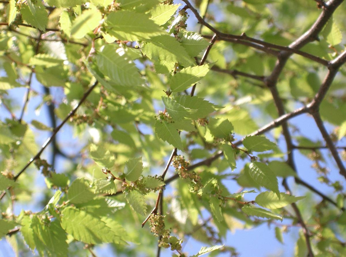 Zelkova_serrata5.jpg (2304×1712)