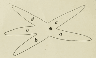 Diagram of a starfish. The Journal of experimental zoology. v.14. 1913. 