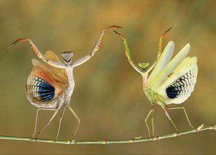 Again, an inspiration for ballerinas