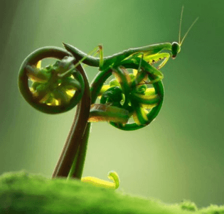 They use ferns as bikes!