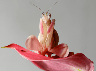 Mantis as orchid