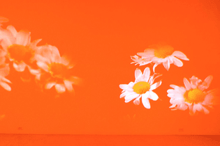 pink-daisies.jpg
