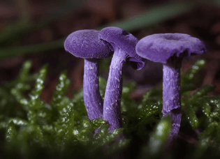 mushroom-photography-272__880.jpg