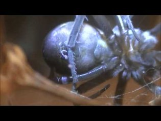 Southern House Spider: Spinnerets in Action