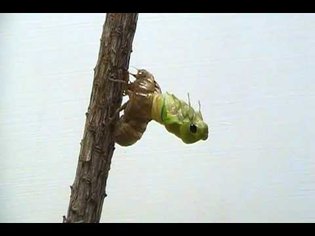 Cicada Molting