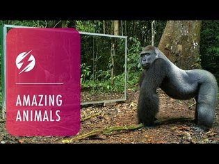 Animals in Mirrors Hilarious Reactions